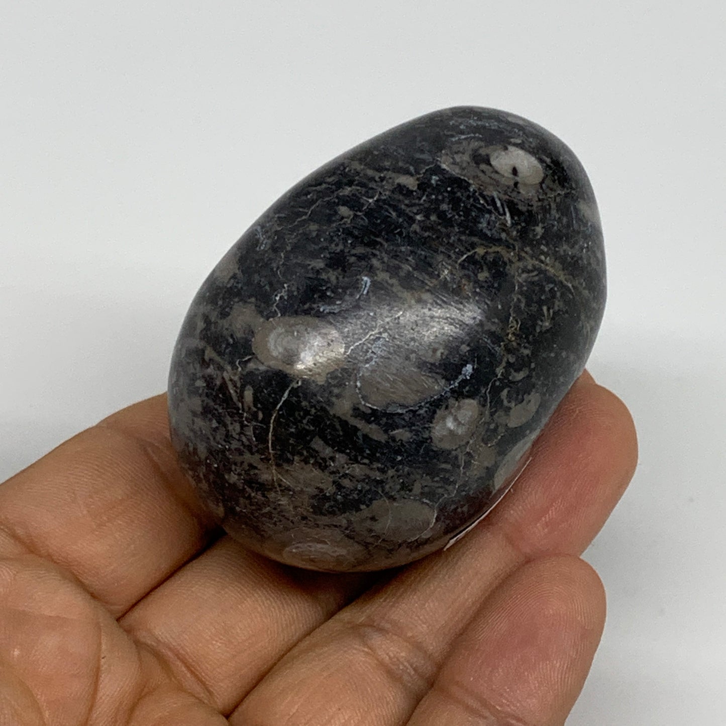 141.3g, 2.3"x1.6", Natural Fossil Orthoceras Stone Egg from Morocco, B31048