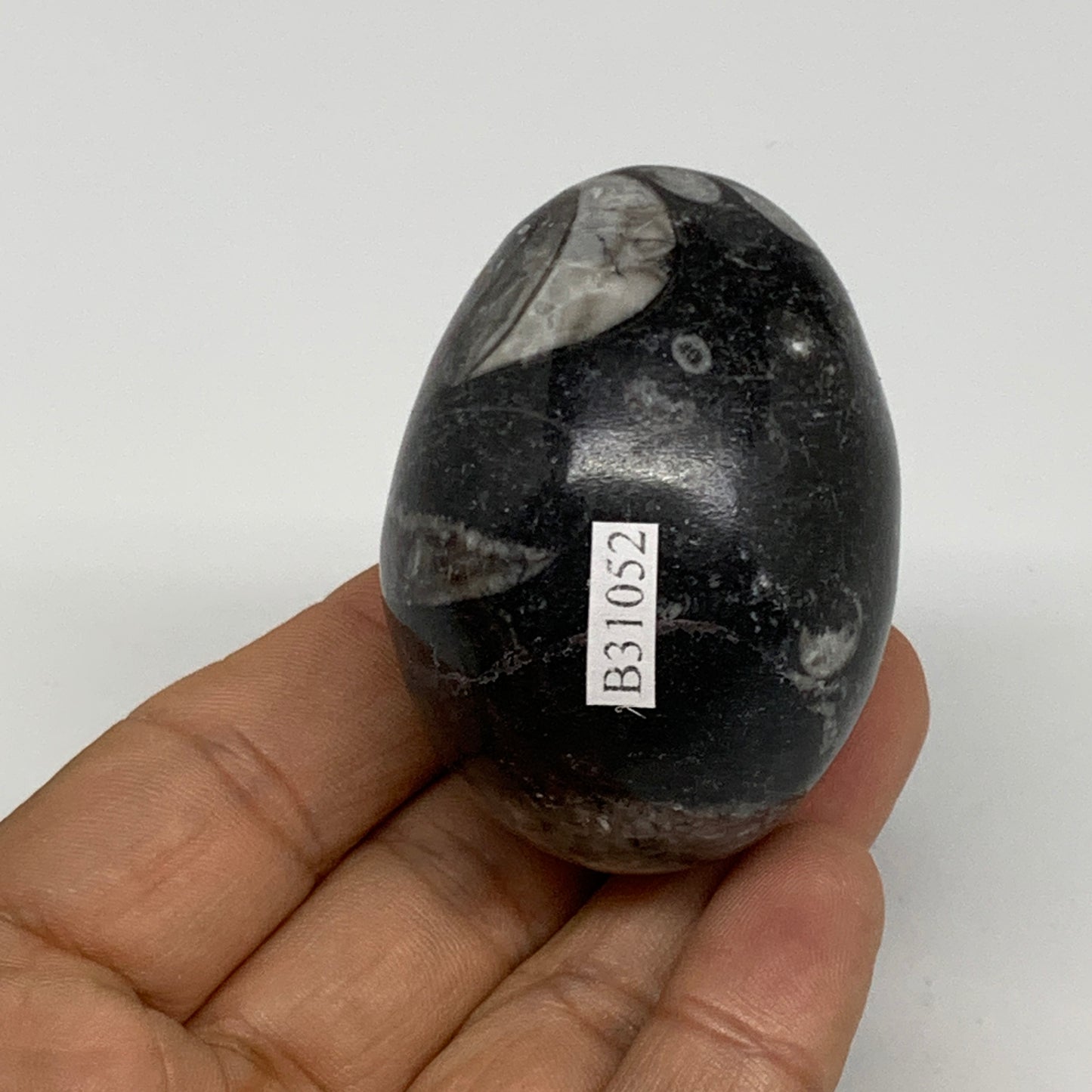 117.3g, 2.1"x1.5", Natural Fossil Orthoceras Stone Egg from Morocco, B31052