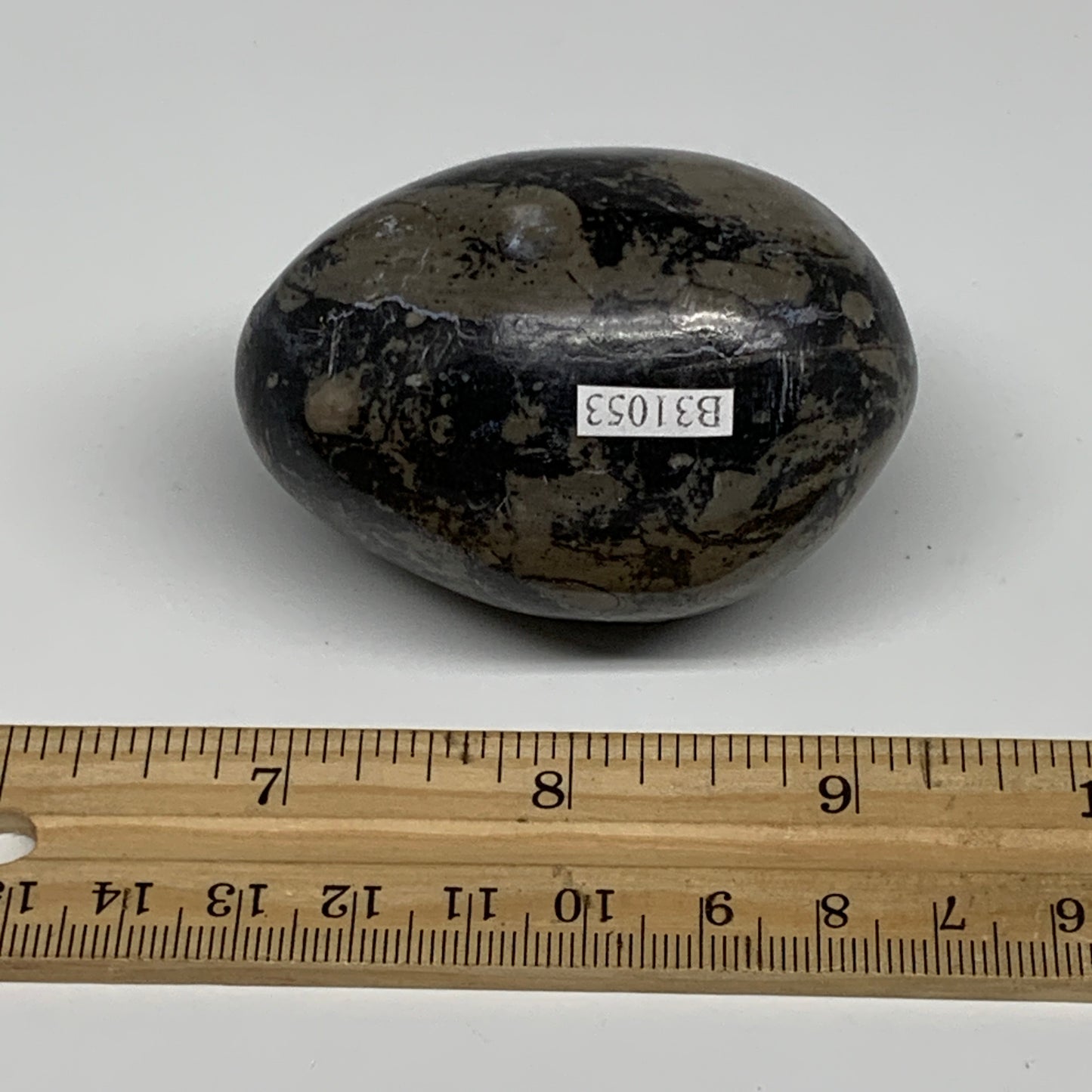 167.1g, 2.4"x1.7", Natural Fossil Orthoceras Stone Egg from Morocco, B31053