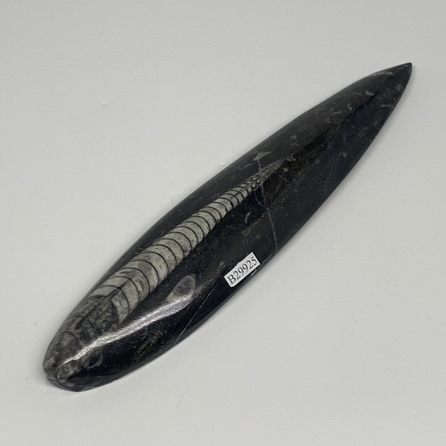 182.5g, 7.7"x1.6"x0.7" Fossils Orthoceras (straight horn) Squid @Morocco,B29925