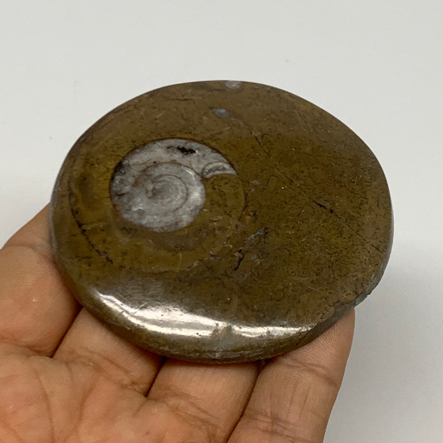 67.5g, 2.6"x2.6"x0.5", Goniatite (Button) Ammonite Polished Fossils, B30065