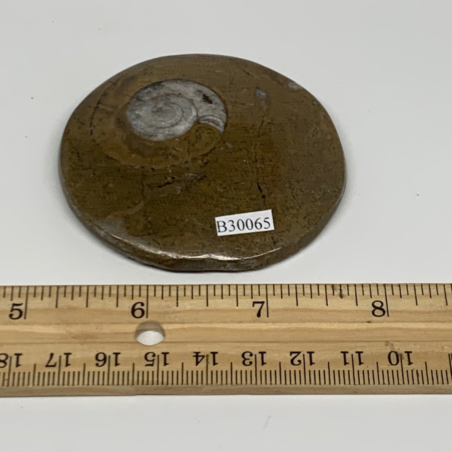 67.5g, 2.6"x2.6"x0.5", Goniatite (Button) Ammonite Polished Fossils, B30065