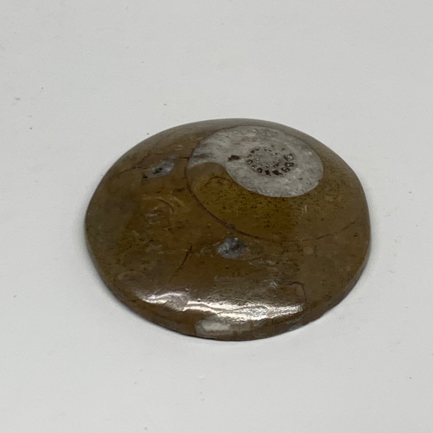 65.6g, 2.5"x2.4"x0.5", Goniatite (Button) Ammonite Polished Fossils, B30068