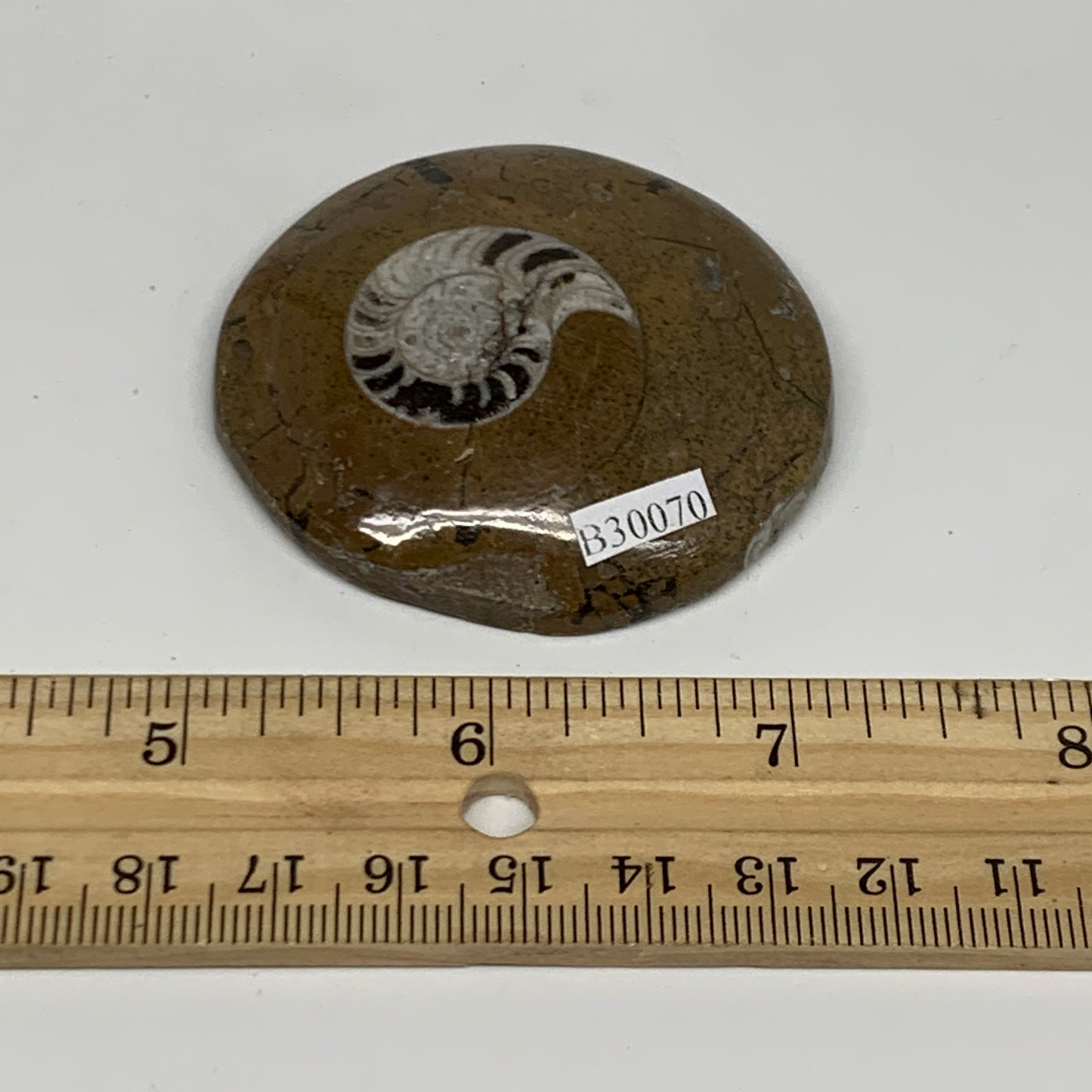 52.9g, 2.2"x2.1"x0.5", Goniatite (Button) Ammonite Polished Fossils, B30070