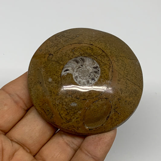 83.2g, 2.5"x2.6"x0.7", Goniatite (Button) Ammonite Polished Fossils, B30091
