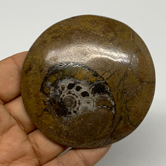 95.5g, 2.8"x2.8"x0.6", Goniatite (Button) Ammonite Polished Fossils, B30095