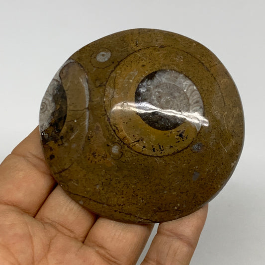 106.5g, 2.8"x2.7"x0.7", Goniatite (Button) Ammonite Polished Fossils, B30102