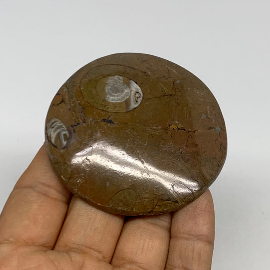 72.1g, 2.5"x2.5"x0.5", Goniatite (Button) Ammonite Polished Fossils, B30105