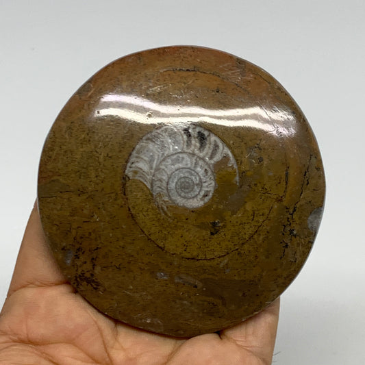 122.9g, 3.1"x3.1"x0.6", Goniatite (Button) Ammonite Polished Fossils, B30110