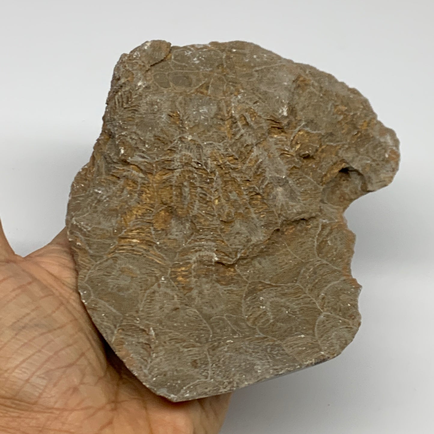 1.37 lbs, 5.6"x4"x 1.7", Fossilized Coral Freeform One side Polished @Morocco, B