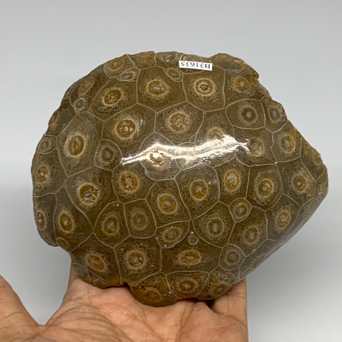 1.62 lbs, 4.9"x4.1"x 2.2", Fossilized Coral Freeform One side Polished @Morocco,
