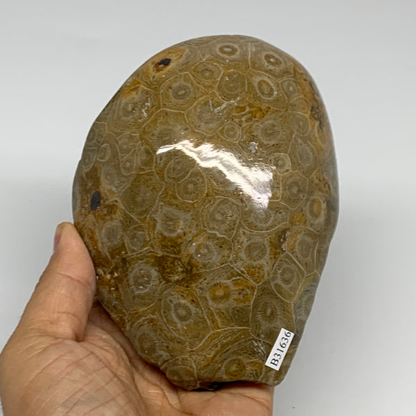 1.79 lbs, 4.9"x3.8"x 2.8", Fossilized Coral Freeform One side Polished @Morocco,