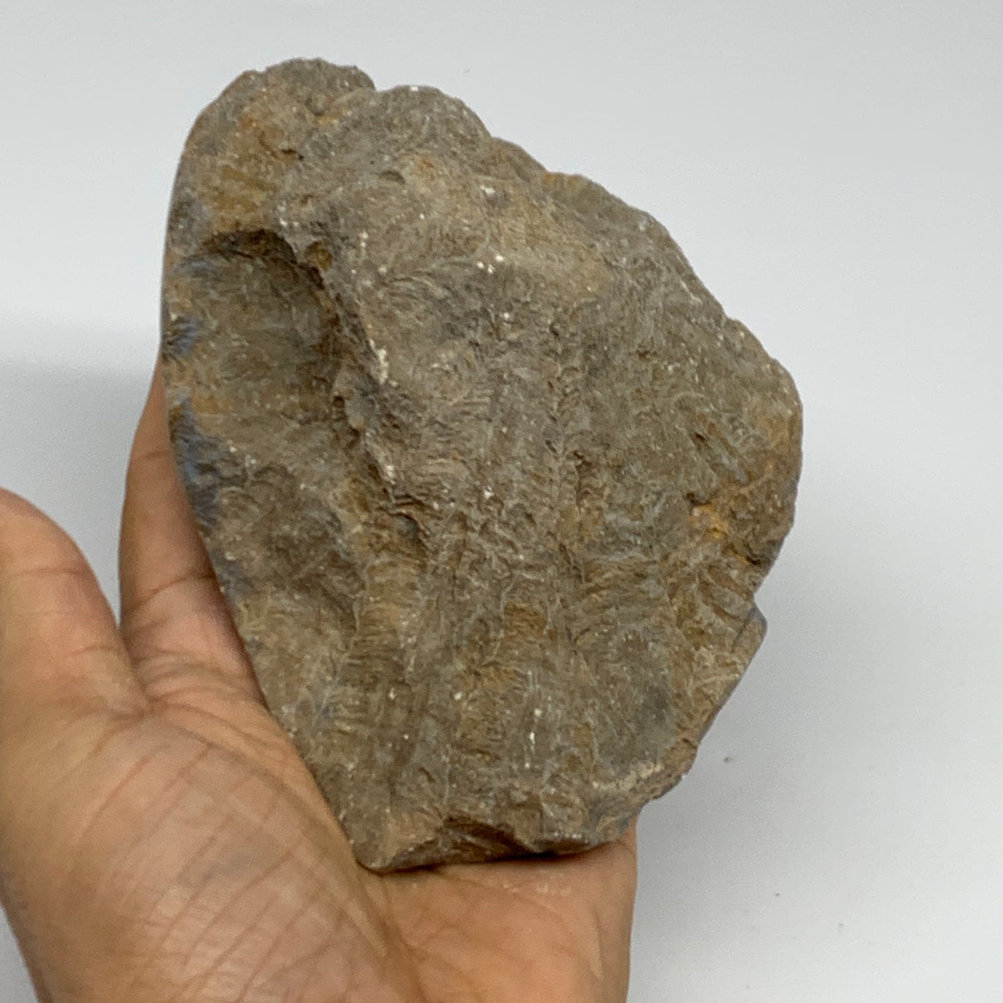 1.79 lbs, 4.9"x3.8"x 2.8", Fossilized Coral Freeform One side Polished @Morocco,