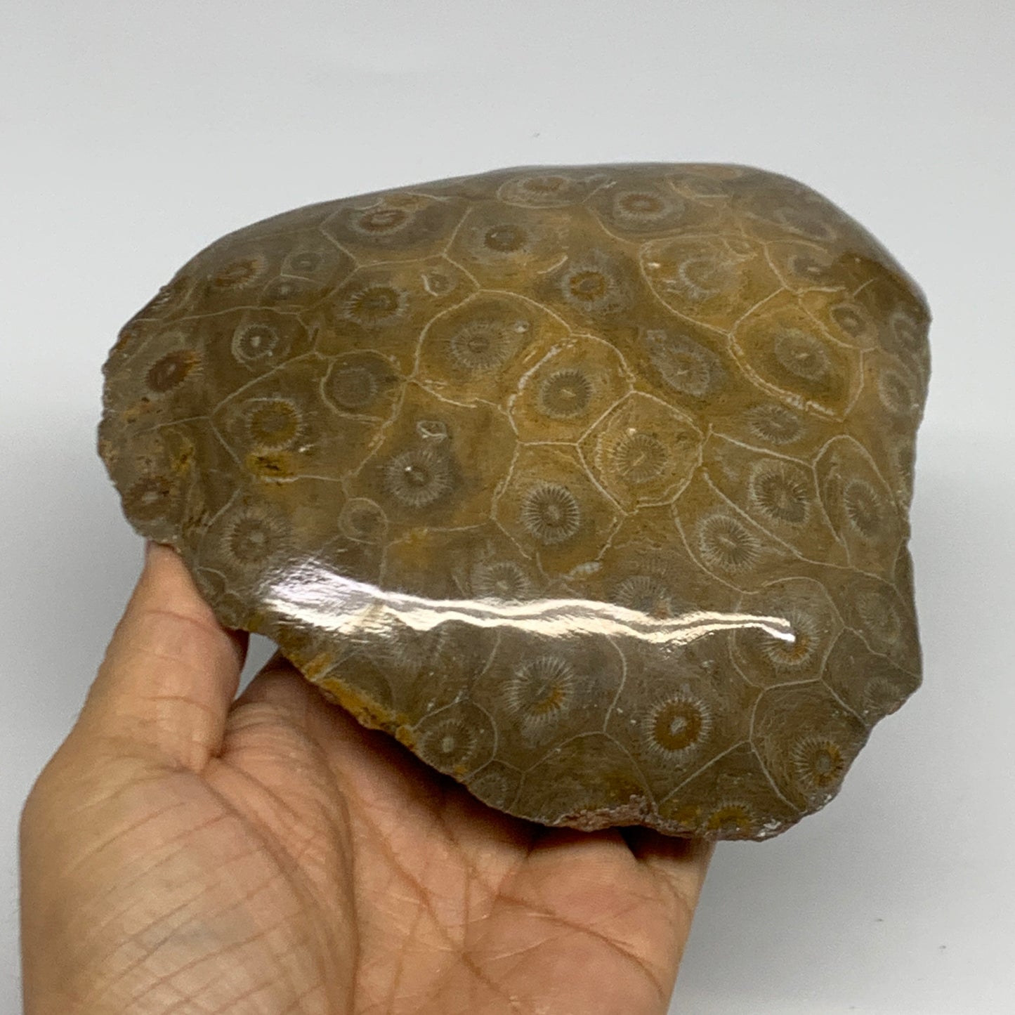 1.4 lbs, 5.2"x4.8"x 1.5", Fossilized Coral Freeform One side Polished @Morocco,