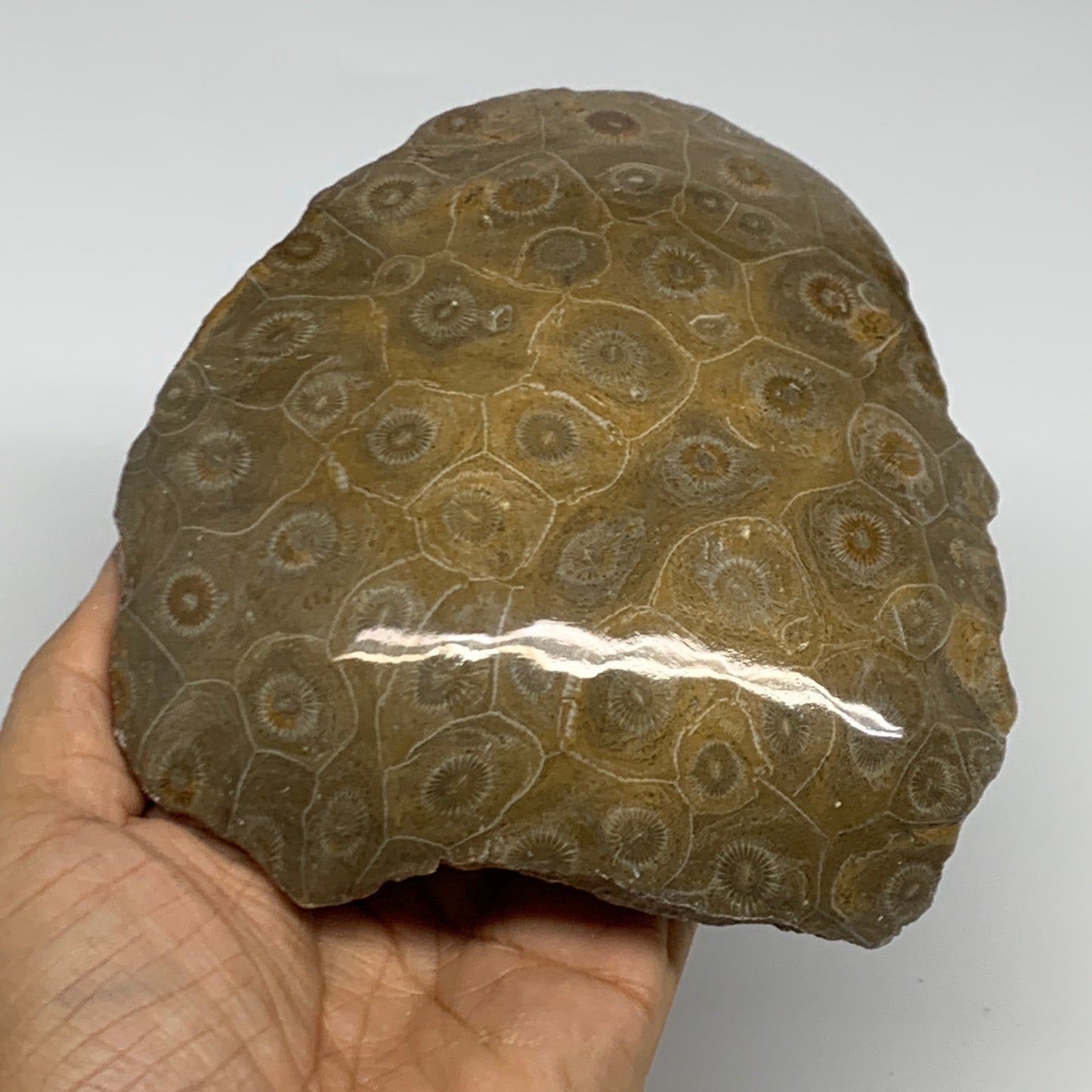 1.4 lbs, 5.2"x4.8"x 1.5", Fossilized Coral Freeform One side Polished @Morocco,