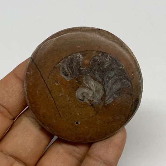 37.3g, 2.2"x2.1"x0.3", Goniatite (Button) Ammonite Polished Fossils , B30128
