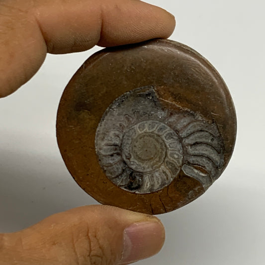 30.8g, 2"x1.9"x0.3", Goniatite (Button) Ammonite Polished Fossils , B30129