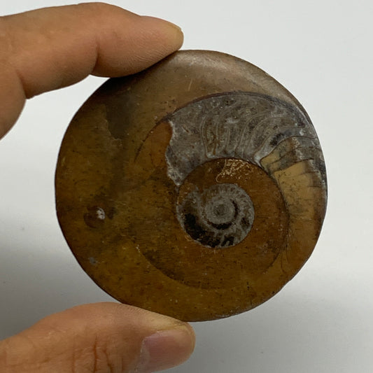 44.9g, 2.3"x2.3"x0.3", Goniatite (Button) Ammonite Polished Fossils , B30131