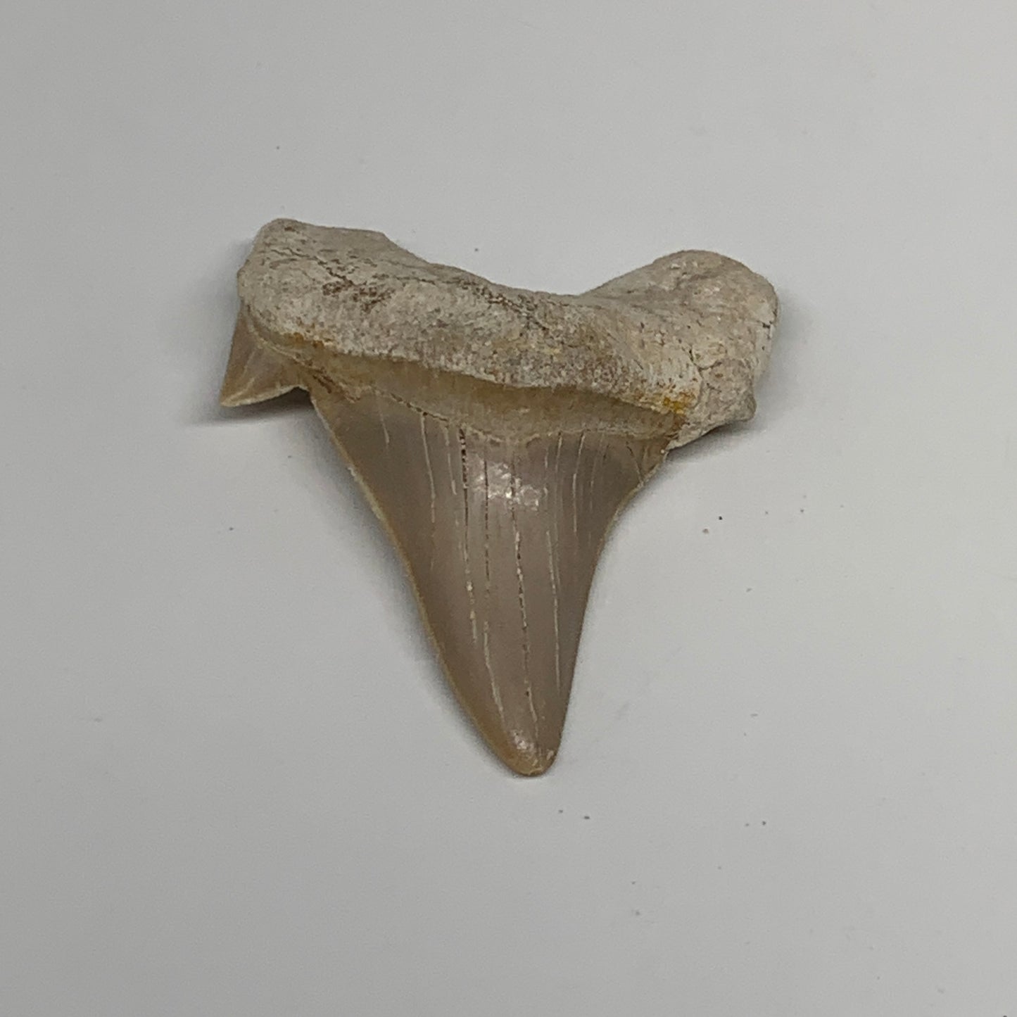 17.5g, 2"X 1.6"x 0.6" Natural Fossils Fish Shark Tooth @Morocco, B12696