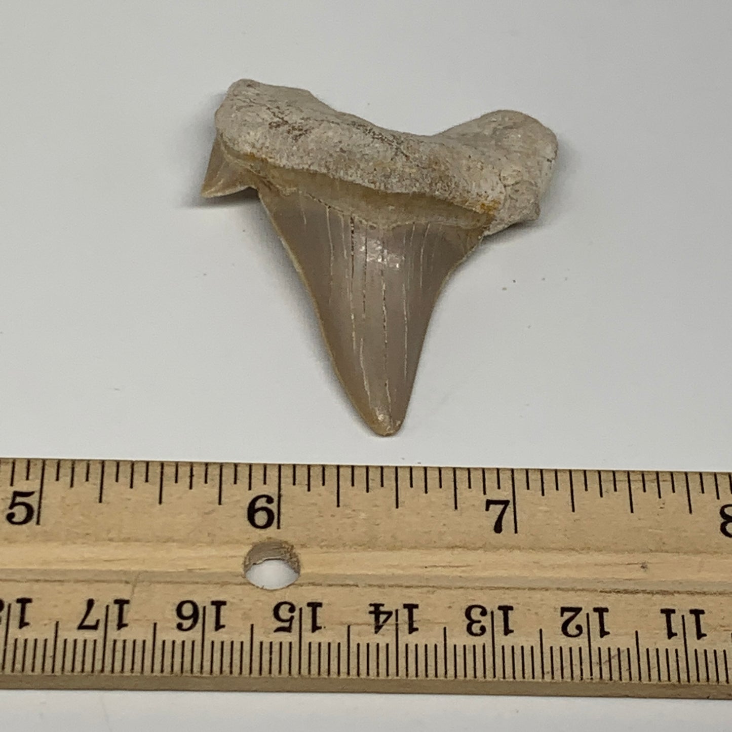 17.5g, 2"X 1.6"x 0.6" Natural Fossils Fish Shark Tooth @Morocco, B12696