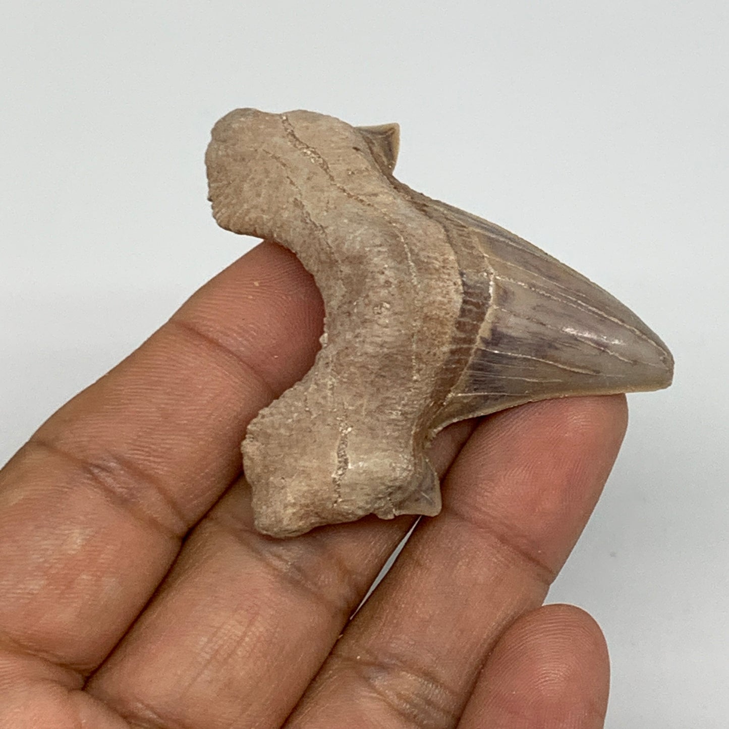 22.9g, 2"X 1.9"x 0.6" Natural Fossils Fish Shark Tooth @Morocco, B12700