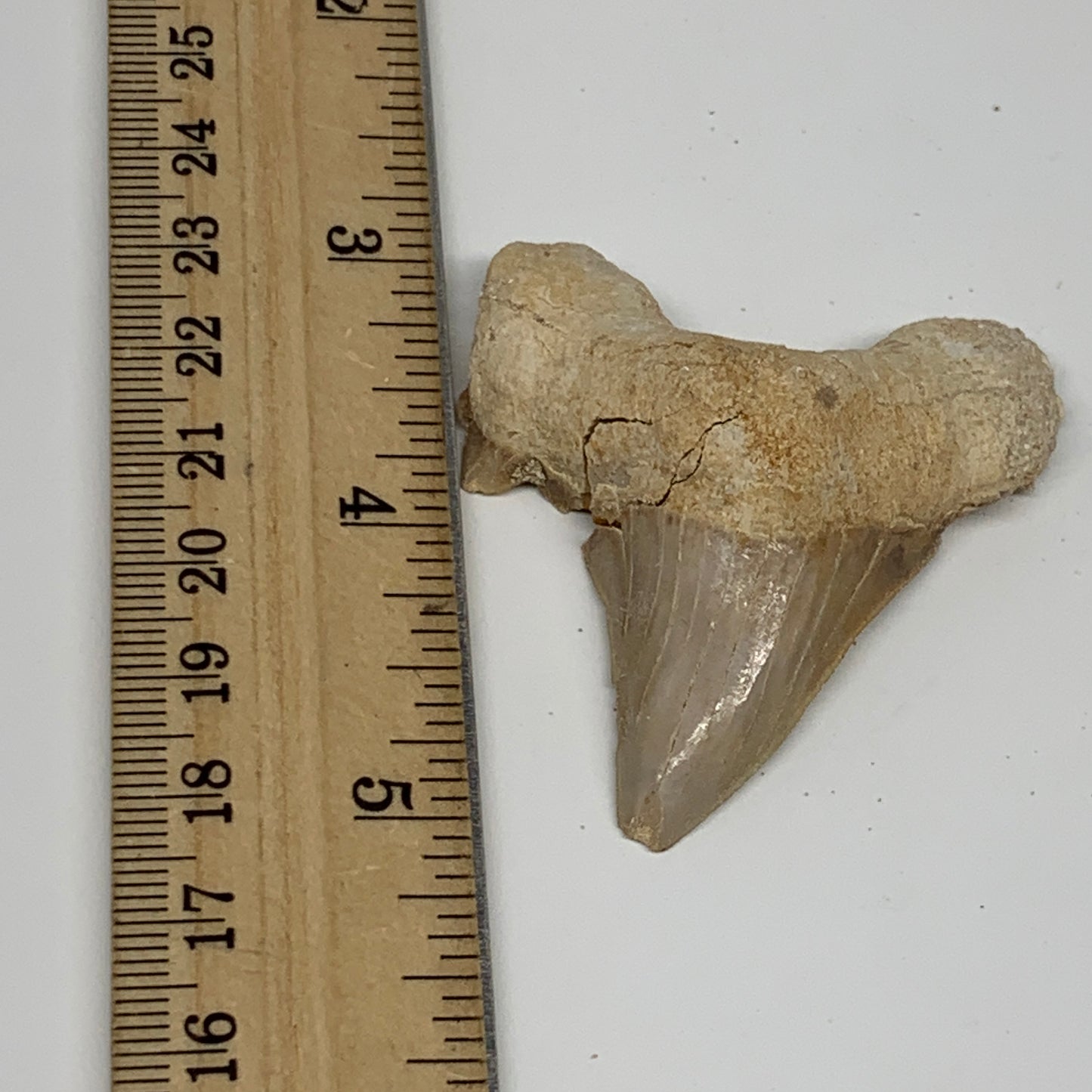 24g, 2"X 1.9"x 0.6" Natural Fossils Fish Shark Tooth @Morocco, B12718