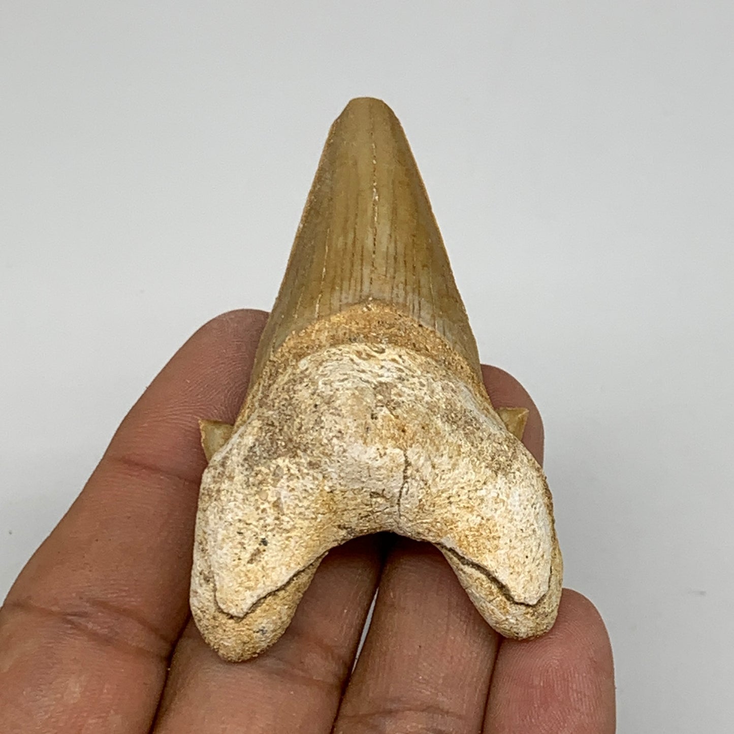 29.8g, 2.4"X 1.5"x 0.8" Natural Fossils Fish Shark Tooth @Morocco, B12724