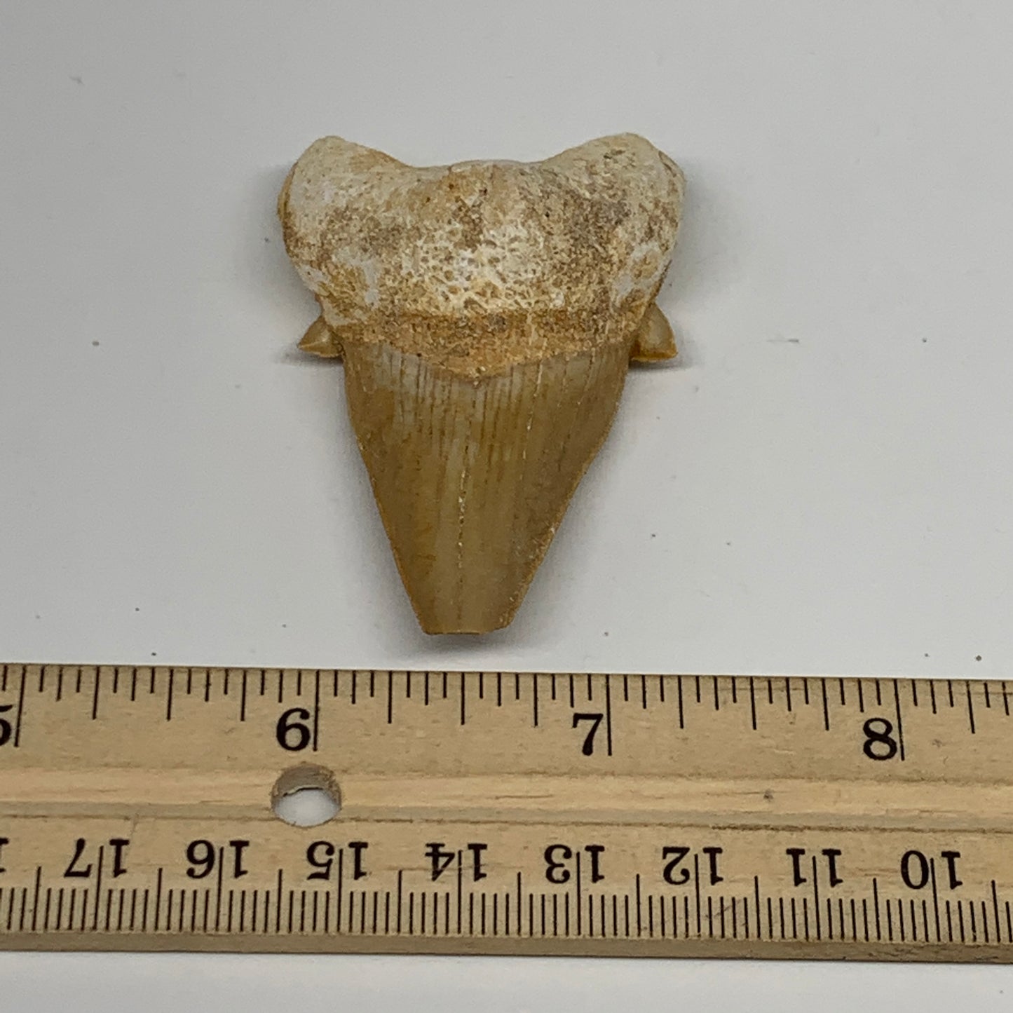 29.8g, 2.4"X 1.5"x 0.8" Natural Fossils Fish Shark Tooth @Morocco, B12724