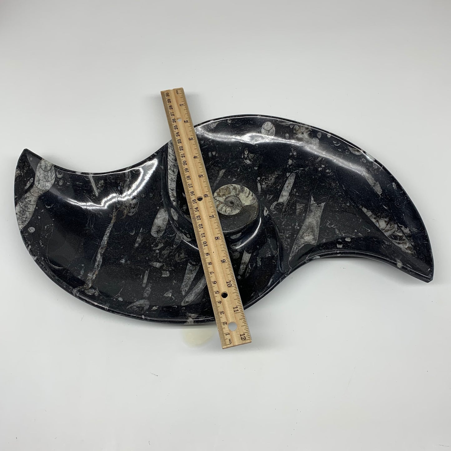 2430g, 17"x8" Large Wave Ring Shape Black Fossils Dish Orthoceras @Morocco,F281