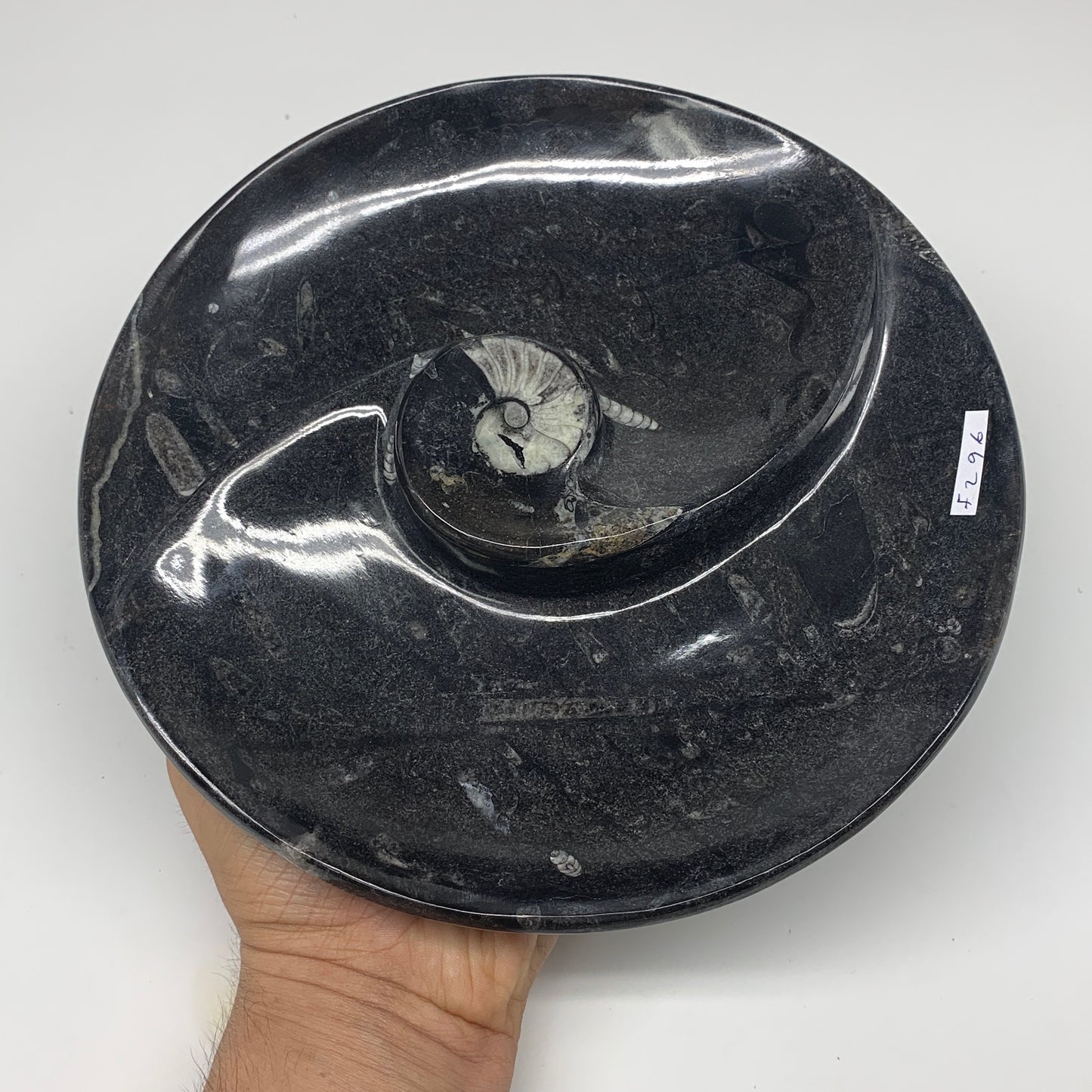 898g, 8.25" Black Round Fossils Orthoceras Ammonite Bowl Ring @Morocco, F296