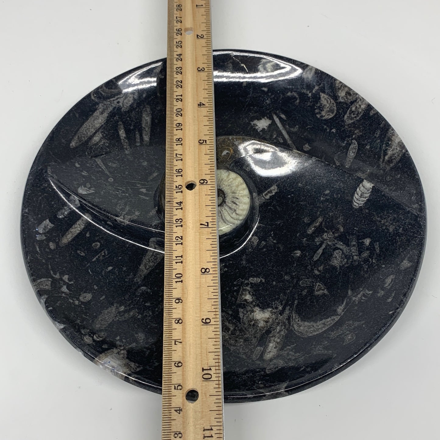 900g, 8.25" Black Round Fossils Orthoceras Ammonite Bowl Ring @Morocco, F302