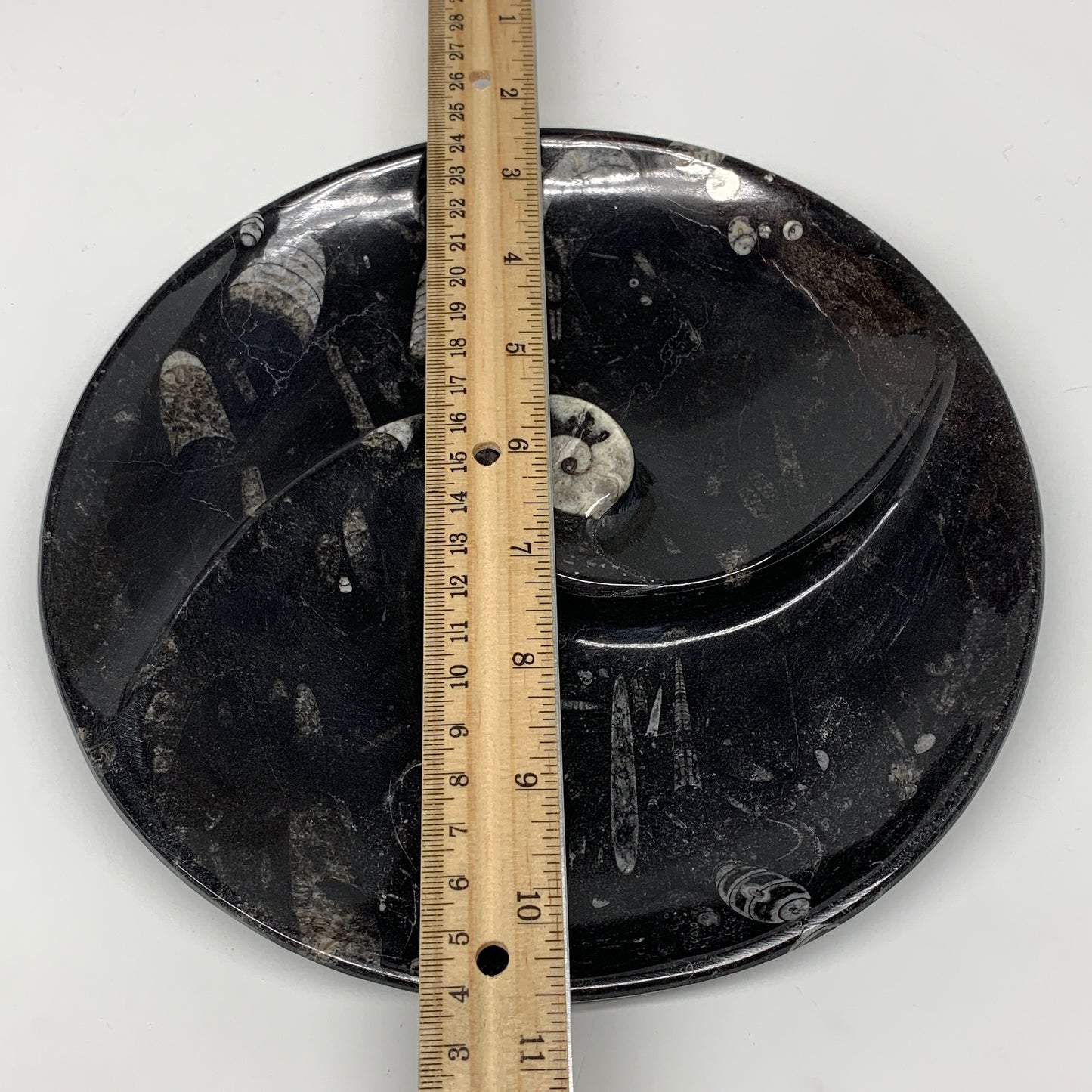 1014g, 8.25" Black Round Fossils Orthoceras Ammonite Bowl Ring @Morocco, F304