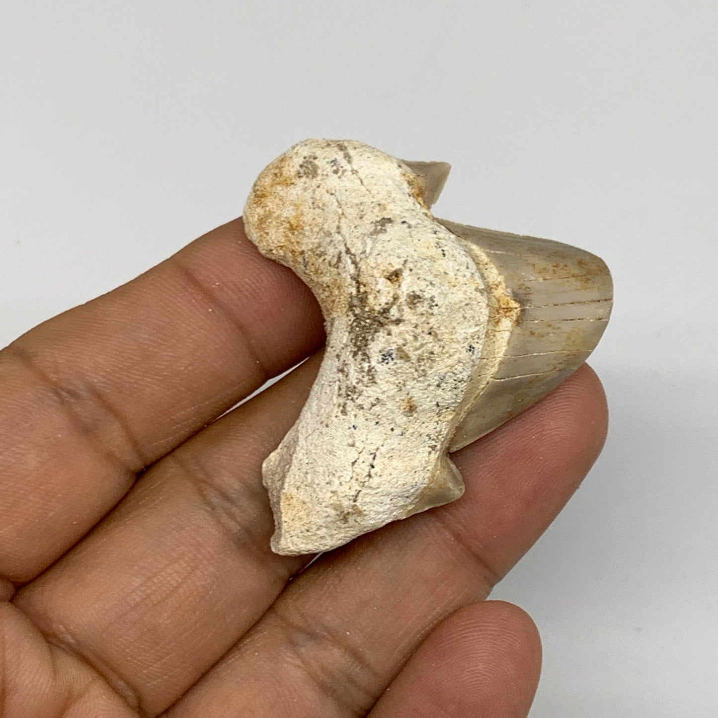 20g, 1.5"X 1.7"x 0.6" Natural Fossils Fish Shark Tooth @Morocco, B12769