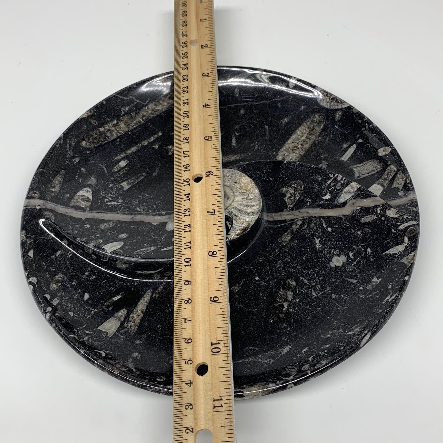 1004g, 8.25" Black Round Fossils Orthoceras Ammonite Bowl Ring @Morocco, F311