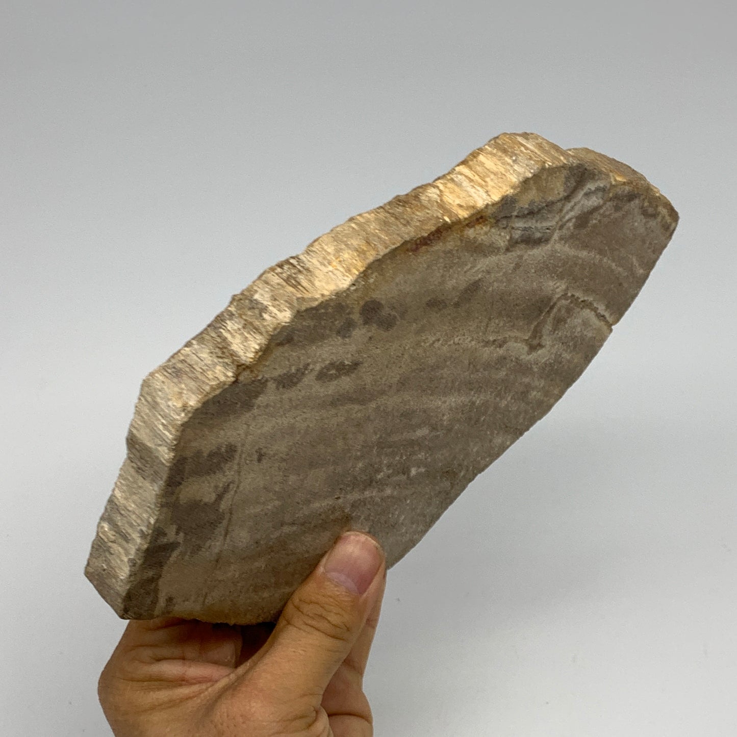 645g,7.5"x4.9"x0.7" Petrified Wood Slab Tree Branch Specimen, Minerals, B22678
