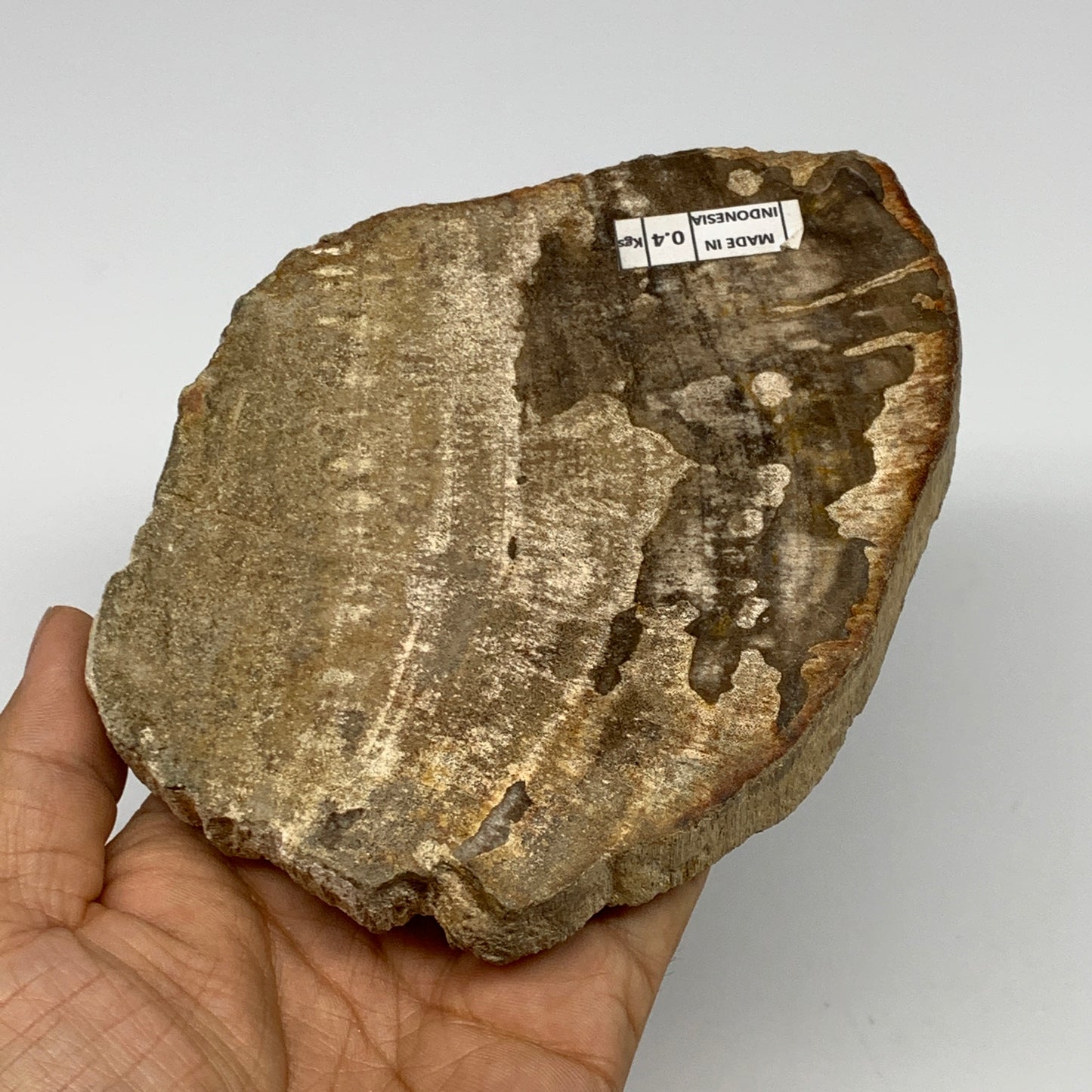 425g,5.7"x4.4"x0.7" Petrified Wood Slab Tree Branch Specimen, Minerals, B22683