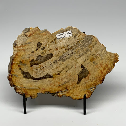 640g,7.7"x5.2"x0.6" Petrified Wood Slab Tree Branch Specimen, Minerals, B22699