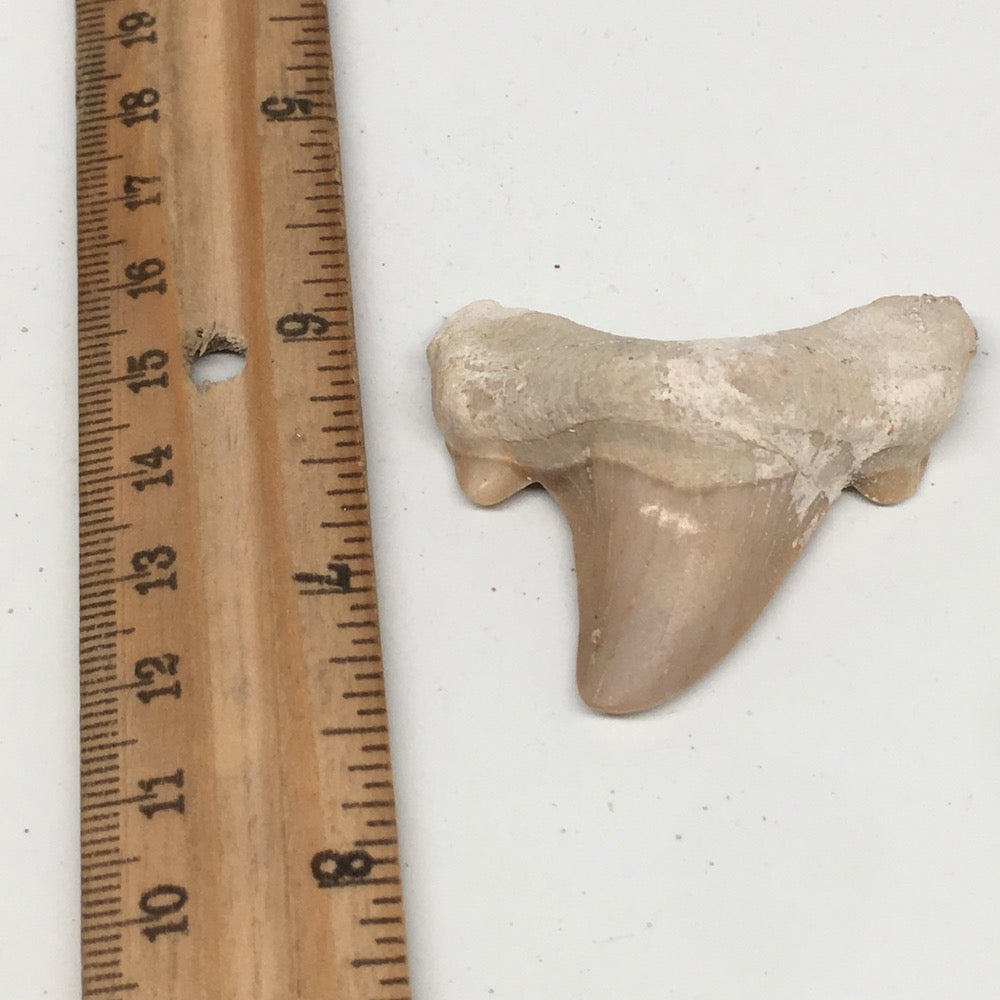16.7g, 1.9"X 1.9"x 0.5" Natural Fossils Fish Shark Tooth @Morocco,MF2668