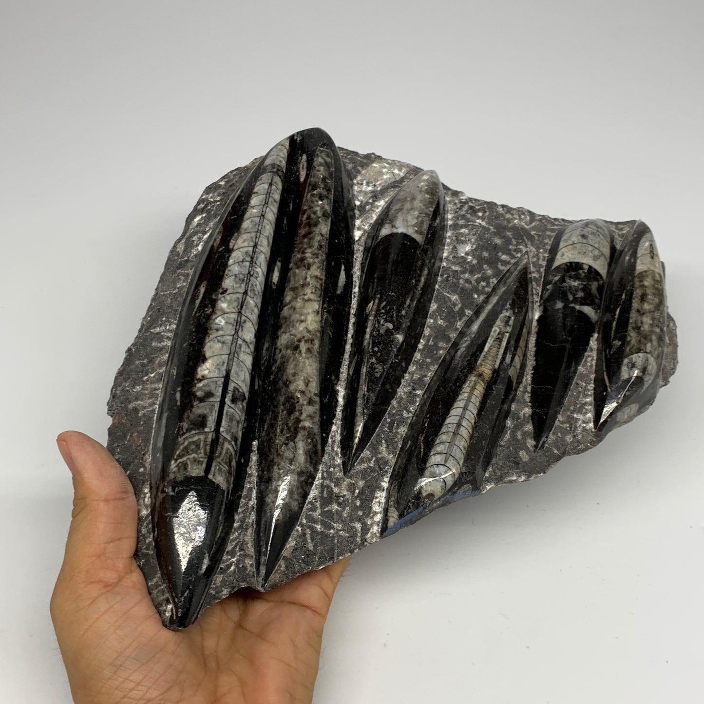 1850g,10.75"x7.9"x1.6" Fossils Orthoceras Plate Plaque SQUID, Home Decor, B23496