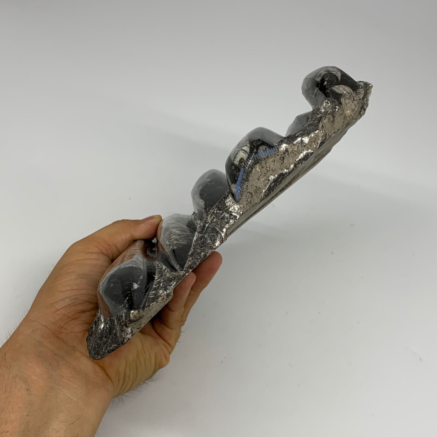1850g,10.75"x7.9"x1.6" Fossils Orthoceras Plate Plaque SQUID, Home Decor, B23496