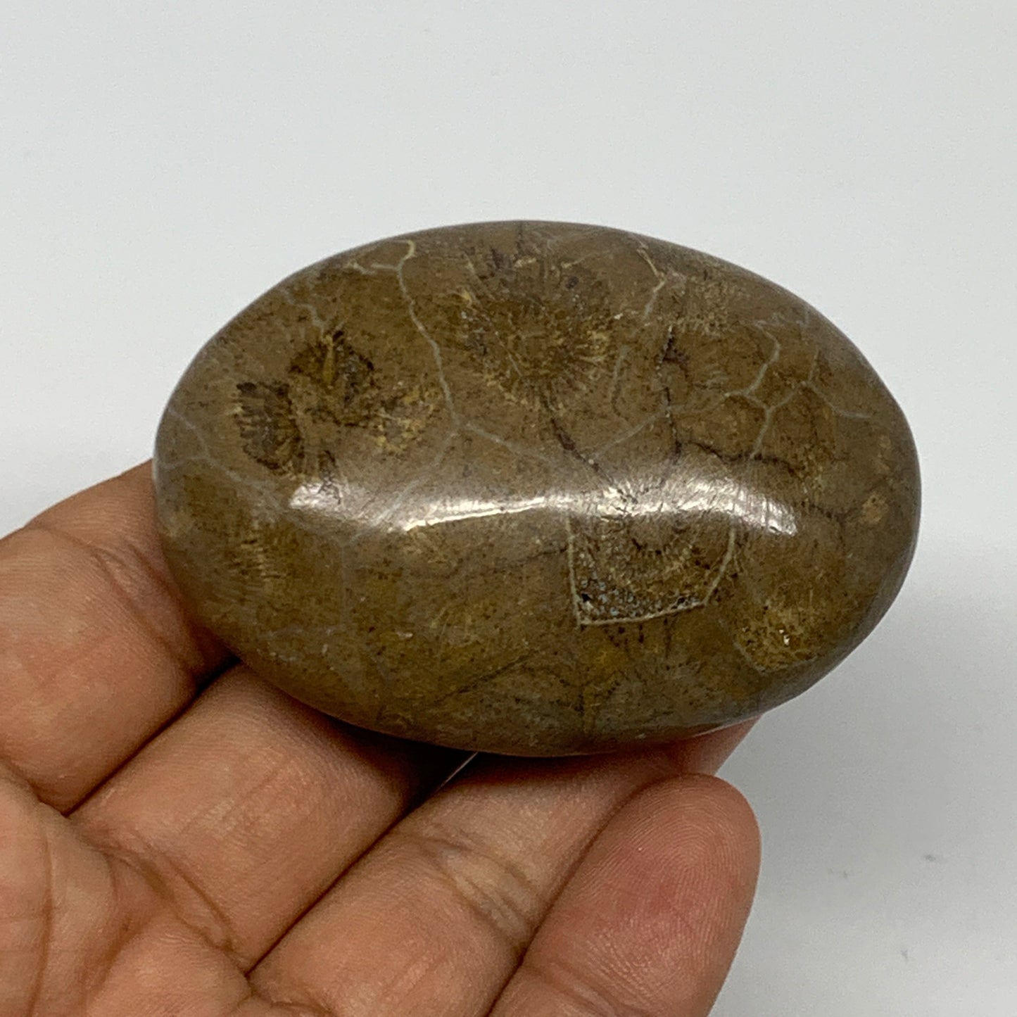 90.5g,2.4"x1.8"x 1", Coral Fossils Palm-Stone Polished from Morocco, B20328