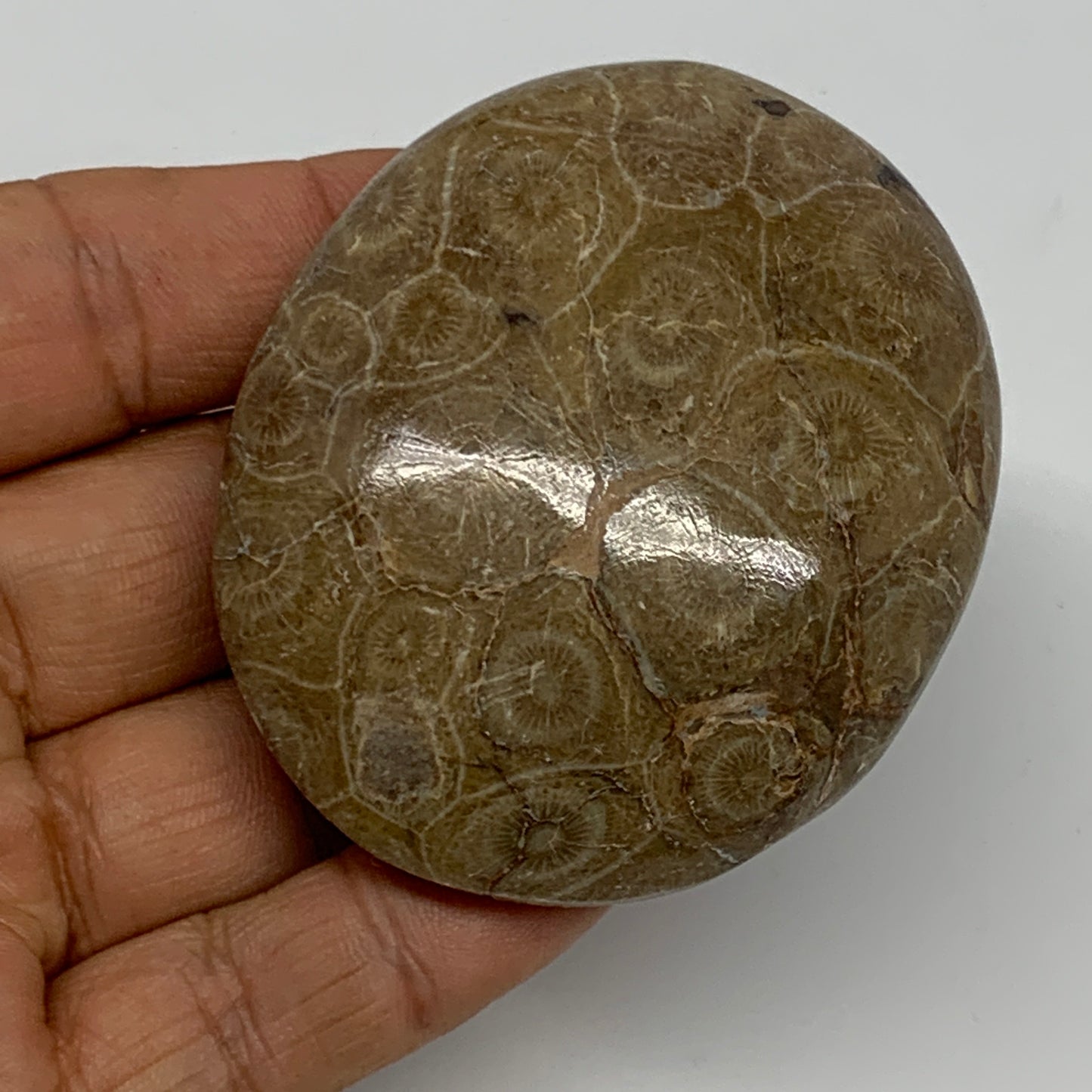 106.1g,2.5"x2.1"x 0.9", Coral Fossils Palm-Stone Polished from Morocco, B20335