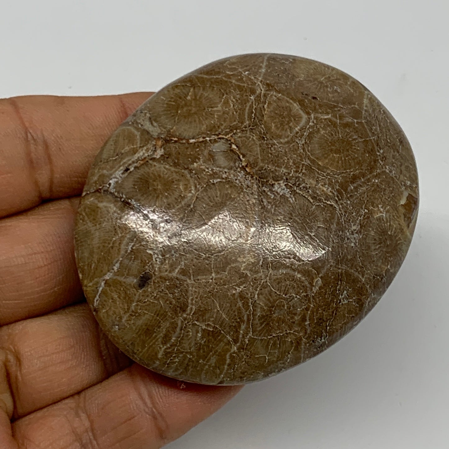 106.1g,2.5"x2.1"x 0.9", Coral Fossils Palm-Stone Polished from Morocco, B20335