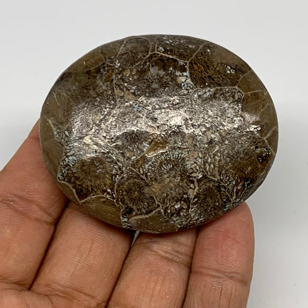 54.8g,2.3"x1.9"x 0.7", Coral Fossils Palm-Stone Polished from Morocco, B20340