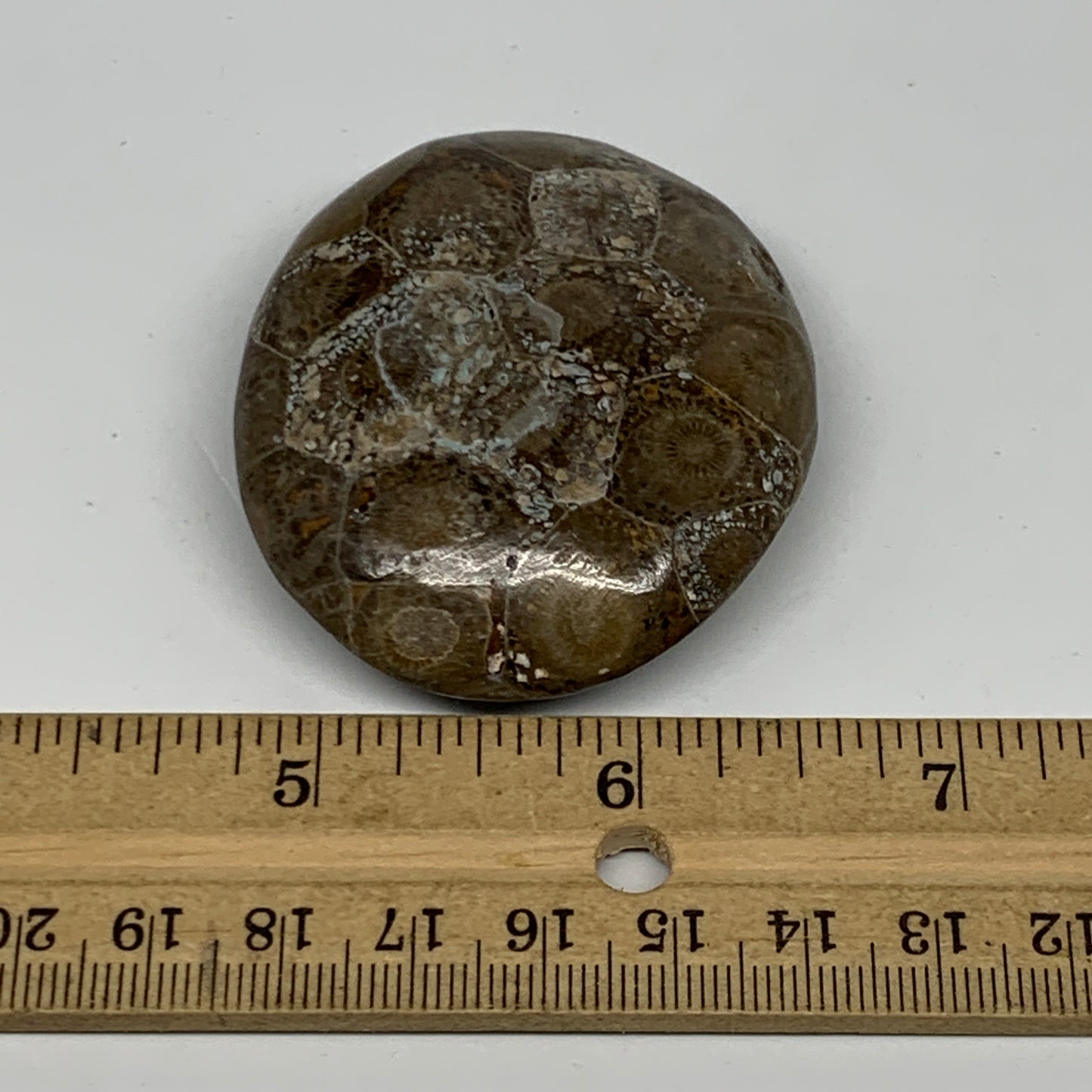 54.8g,2.3"x1.9"x 0.7", Coral Fossils Palm-Stone Polished from Morocco, B20340