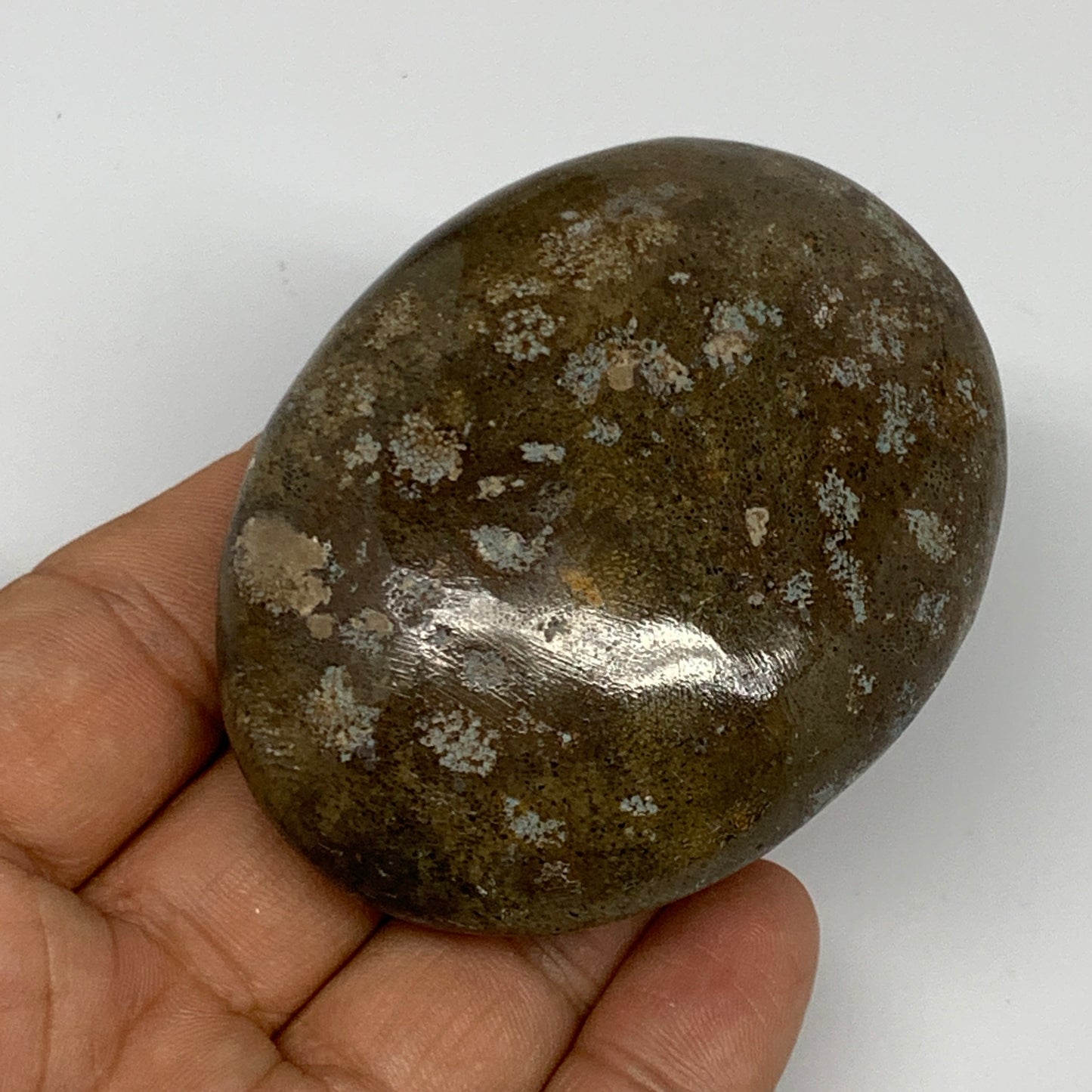 113.4g,2.7"x2.1"x 1.1", Coral Fossils Palm-Stone Polished from Morocco, B20344
