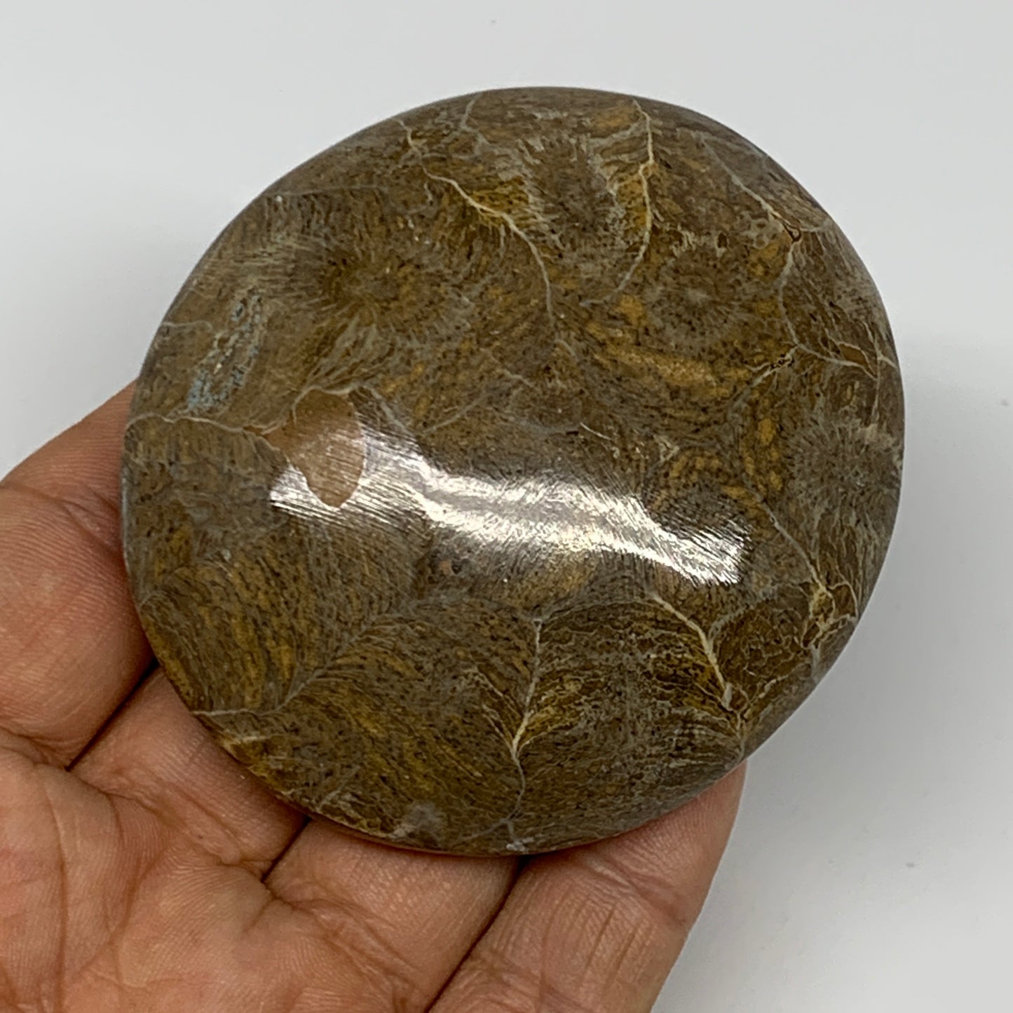 132.1g,2.7"x2.5"x 1", Coral Fossils Palm-Stone Polished from Morocco, B20345