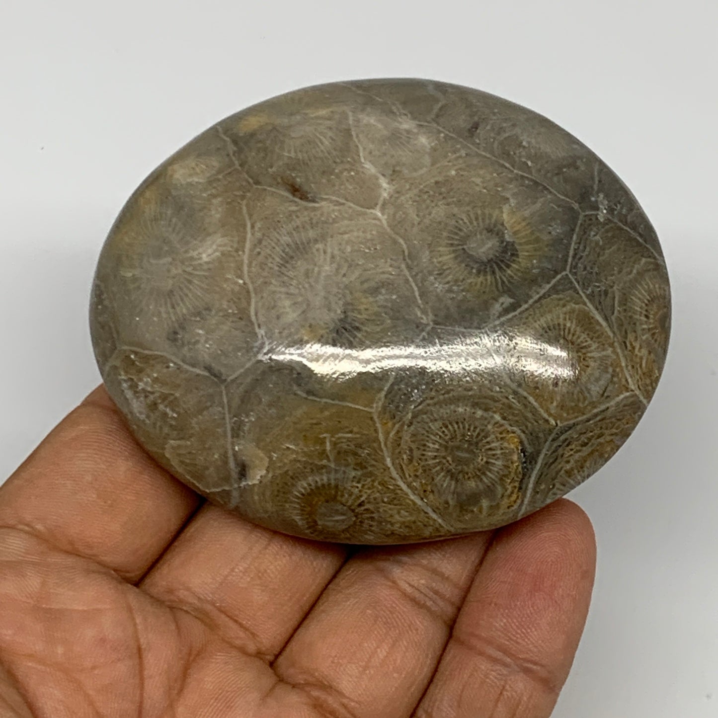 145.6g,2.8"x2.4"x 1", Coral Fossils Palm-Stone Polished from Morocco, B20347