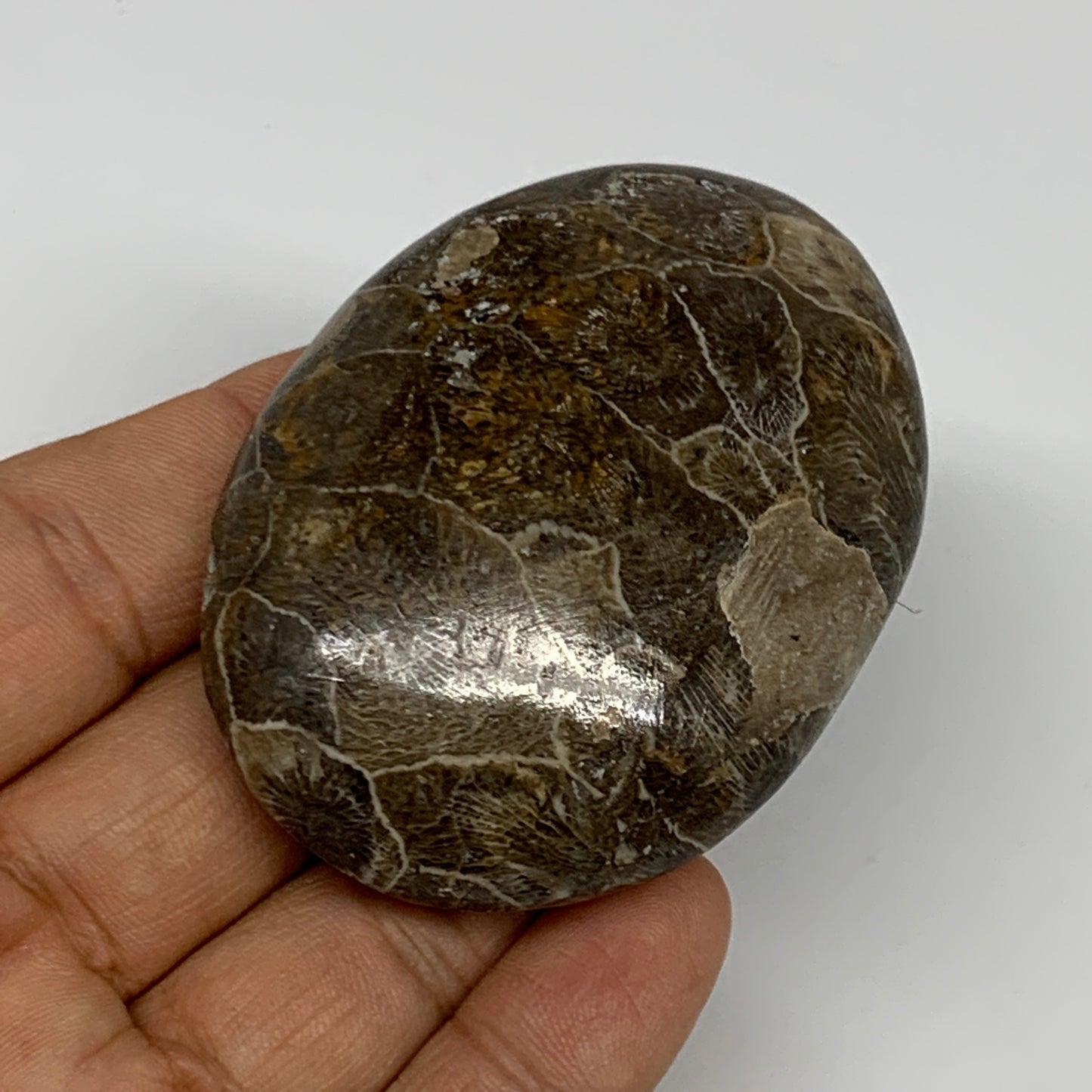 78.8g,2.5"x1.9"x 0.8", Coral Fossils Palm-Stone Polished from Morocco, B20354