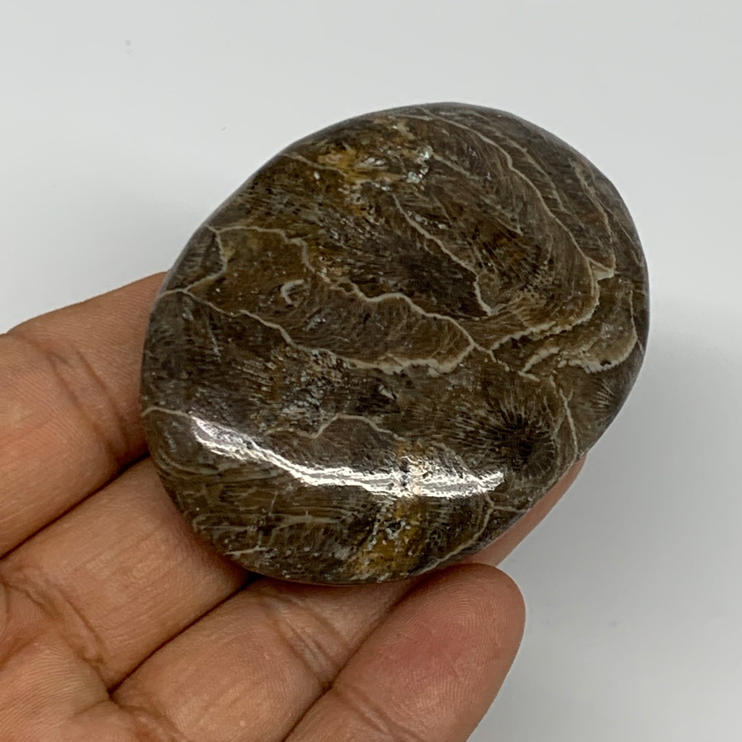 78.8g,2.5"x1.9"x 0.8", Coral Fossils Palm-Stone Polished from Morocco, B20354